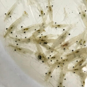 Feeder Ghost/Grass Shrimp