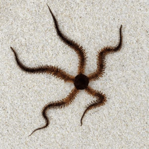 A brittle star with a dark central disc and five long, slender, spiny arms is resting on a bed of fine white sand.