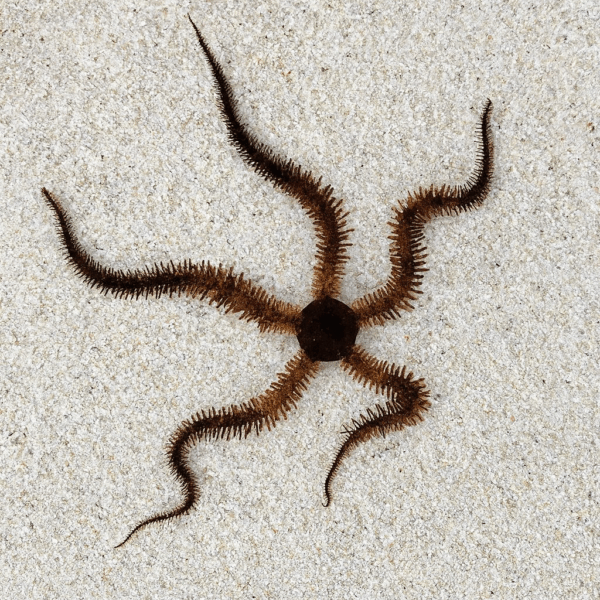 A brittle star with a dark central disc and five long, slender, spiny arms is resting on a bed of fine white sand.