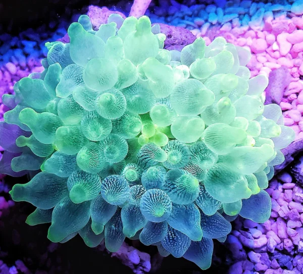 Green Bulb (Bubble Tip) Anemone – Entacmaea quadricolor