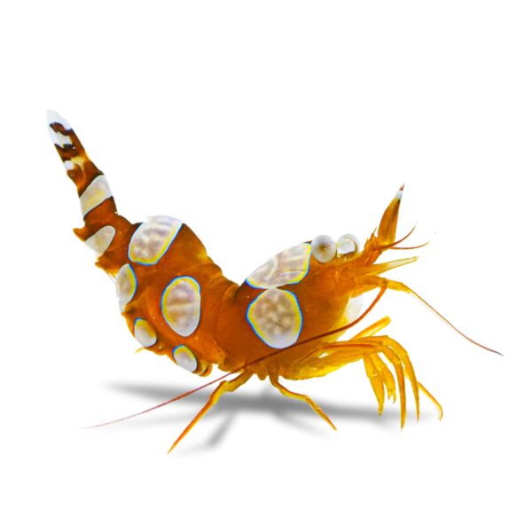 Sexy Shrimp