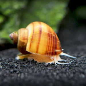 Chestnut Snail