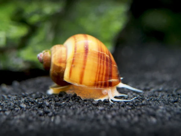 Chestnut Snail