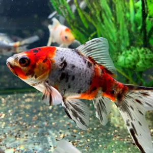 Shubunkin Goldfish