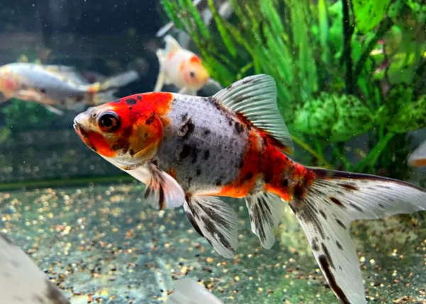Shubunkin Goldfish