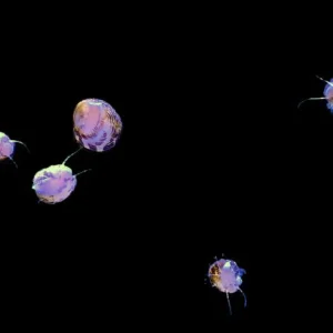 Collonista verruca shells on black background
