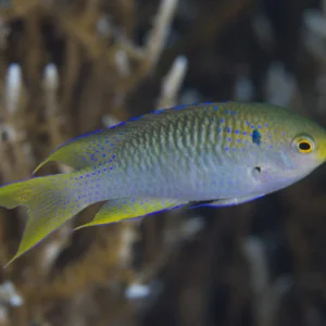 Coral Damsel