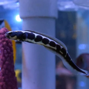 Engineer Neon Goby