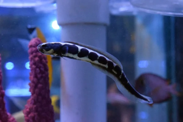 Engineer Neon Goby