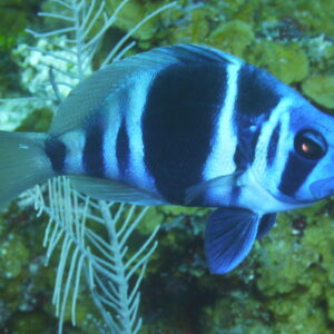 Indigo Hemlet