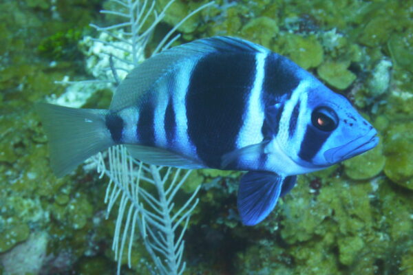 Indigo Hemlet
