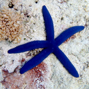 Blue Linkia Starfish