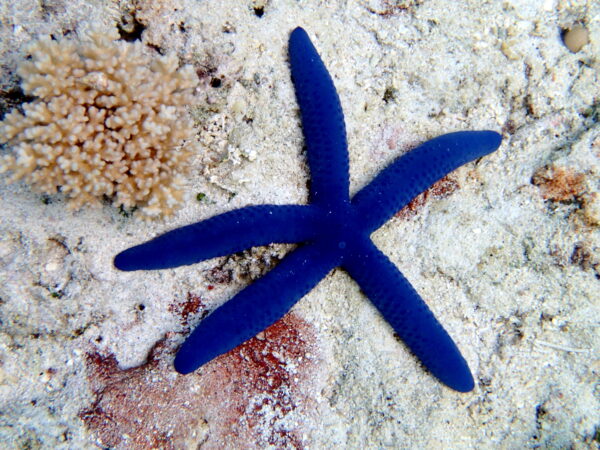 Blue Linkia Starfish