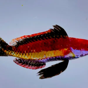 Fairy Naokoae Wrasse