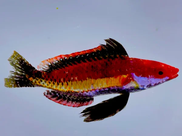 Fairy Naokoae Wrasse