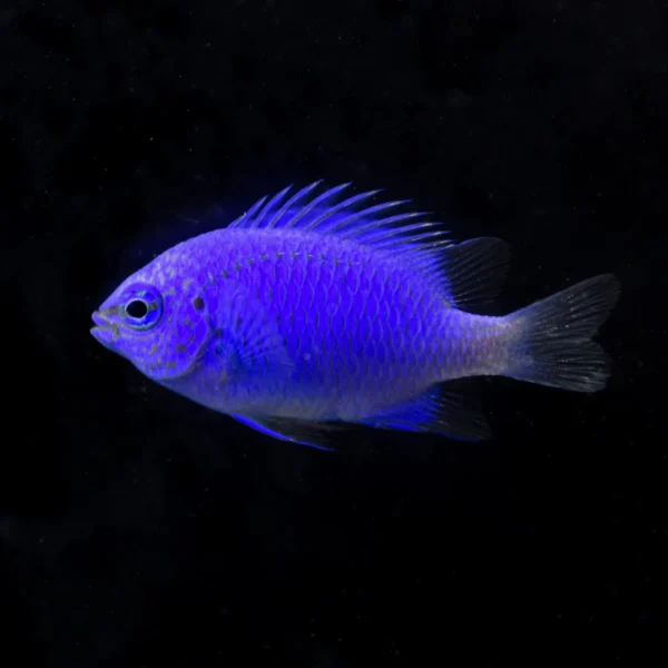 Springeri Damsel
