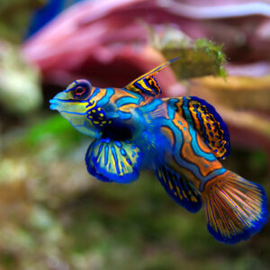Green Mandarin Goby