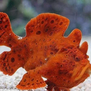 Red Angler Fish