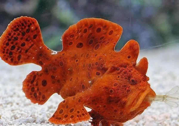 Red Angler Fish