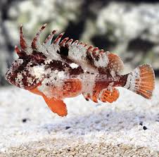 Wasp Fish Wrasse