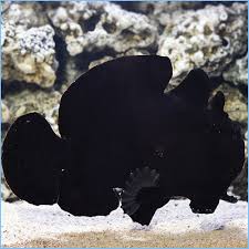 Black Angler
