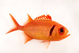 Soldierfish Black Bar