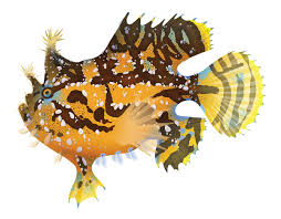 Angler Sargassum