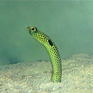 Garden Eel