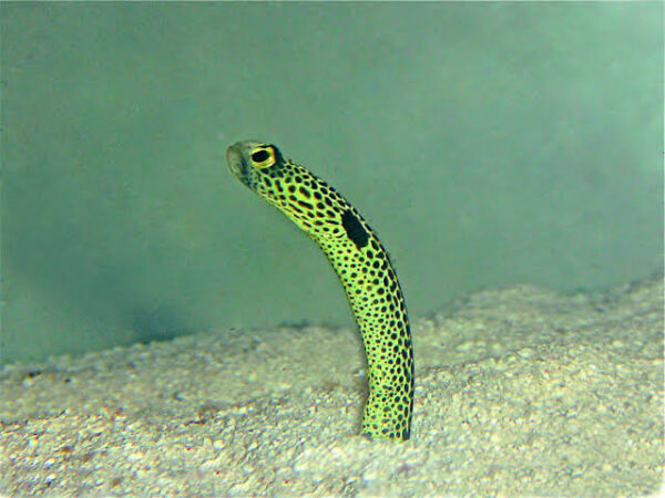 Garden Eel