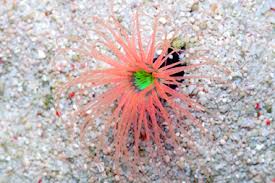 Anemone Tube Pink