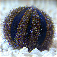 Tuxedo Urchin