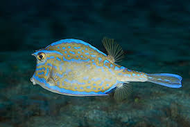 Scrawled Cowfish