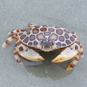 Calico Crab