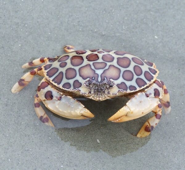 Calico Crab