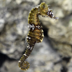 Lined Seahorse — Hippocampus erectus