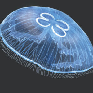 Moon Jellyfish — Aurelia aurita