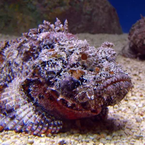 Stonefish Reef XL