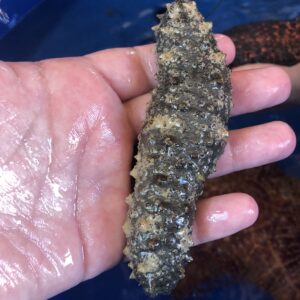 Florida Sea Cucumber –Holothuria floridana being held