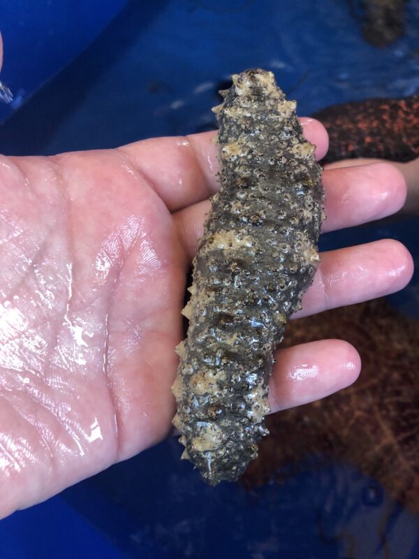 Florida Sea Cucumber –Holothuria floridana being held