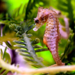 Dwarf Seahorses