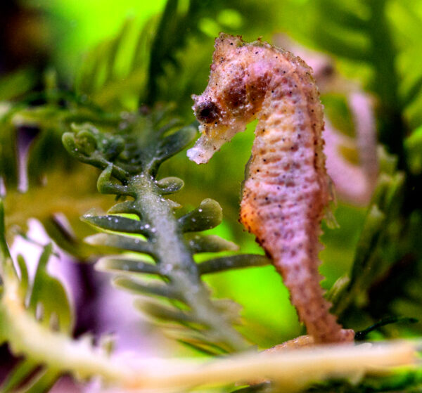 Dwarf Seahorses