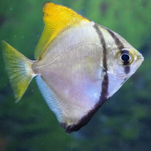 Mono fish