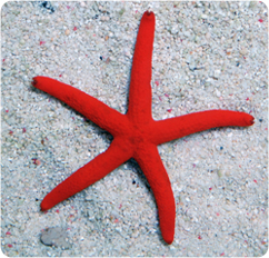 Red Linkia Starfish