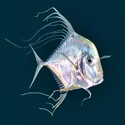 Threadfin Fish