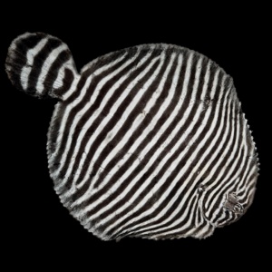 Zebra Flounder