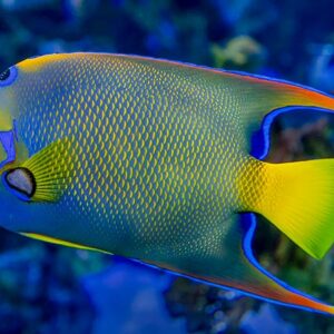 Caribbean Blue Angelfish