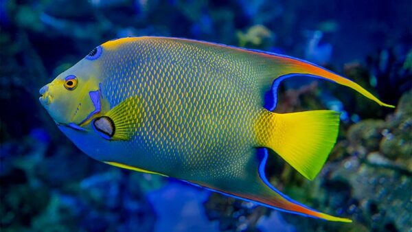 Caribbean Blue Angelfish