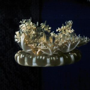 Upside-Down Jellyfish — Cassiopea xamachana