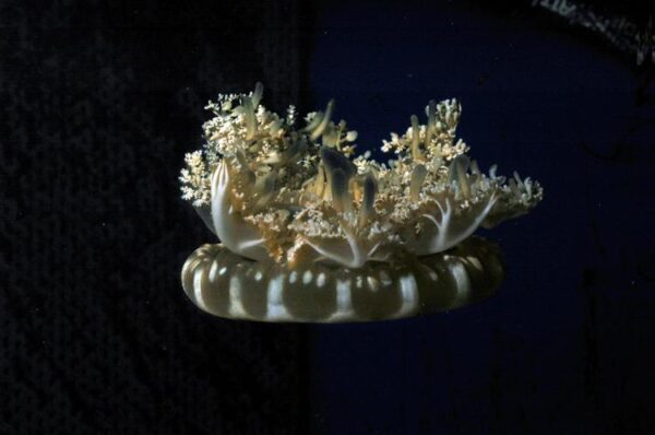 Upside-Down Jellyfish — Cassiopea xamachana