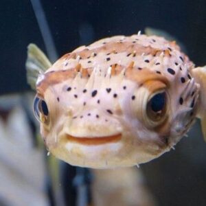 Porcupine Puffer